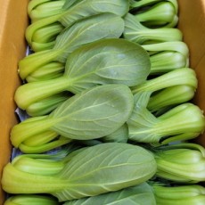 국내산 청경채 450g (콘) 양많아요!!