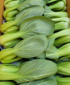 국내산 청경채 450g (콘) 양많아요!!