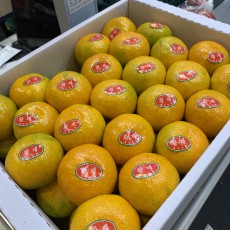 하우스 감귤 43개 맛보장