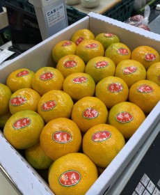 하우스 감귤 43개 맛보장
