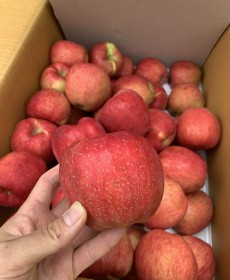 ★맛좋고깔살아있는★홍로사과 7개 ★맛보장★