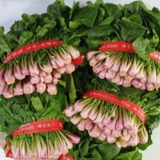 포항초 1단