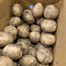 국내산 하우스 햇 감자 1.2kg