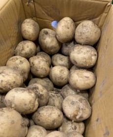 국내산 하우스 햇 감자 1.2kg