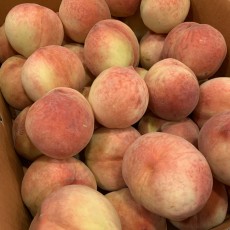 살짝작은 딱딱한 복숭아 7~8개 1팩  맛없으면반품가능