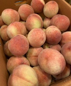 살짝작은 딱딱한 복숭아 7~8개 1팩  맛없으면반품가능