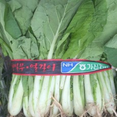 얼갈이  1단