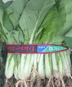 얼갈이  1단