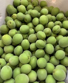 광양 청매실 5kg 왕특사이즈 짱아치용 알이커요