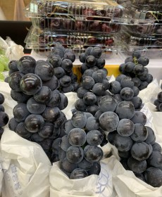 탱글탱글 캠벨포도 1.5kg 4~6송이 반박스