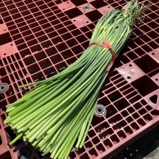 국산 남해마늘쫑 400g
