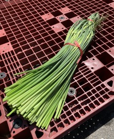 국산 남해마늘쫑 400g